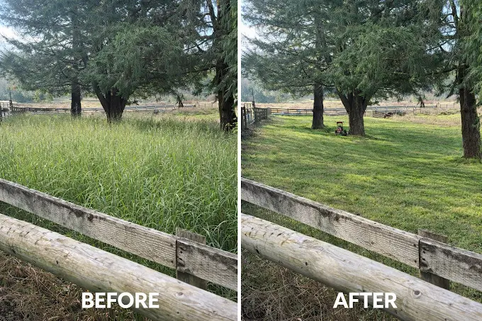 Before and after photos of an overgrown field cleared to a maintained lawn